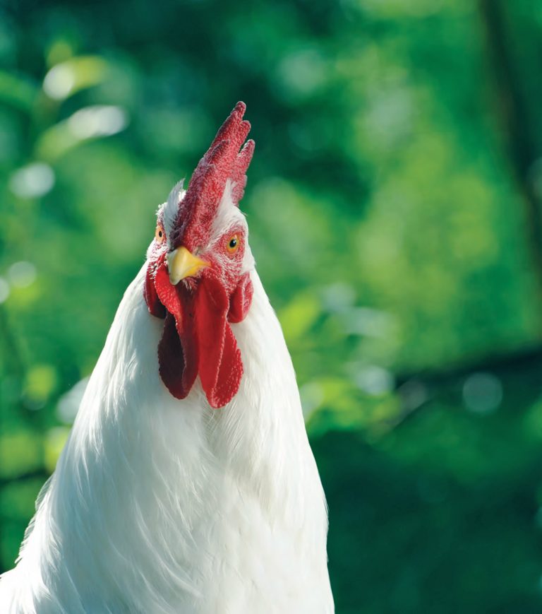 Can Chickens Make You Sick? Backyard Poultry